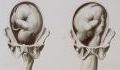 A foetus can get an erection at 16 weeks, here is why