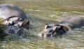 Runny-nosed hippos test positive for Covid-19