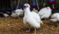 Bird flu: Should we be worried about an outbreak?