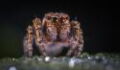 The cure for erectile dysfunction could be found in this spider's venom