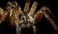 Spiders Are Becoming More Aggressive For A Very Worrisome Reason