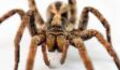 Wolf Spiders Could Have An Unexpected Influence On Global Warming