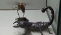 Thrilling Battle Between a Giant Hornet and an Emperor Scorpion