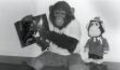Do You Remember Bubbles, Michael Jackson's Chimpanzee? Here's What He's Doing Now