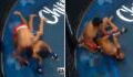 A Fighter Snapped His Opponent’s Arm After A Takedown (VIDEO)