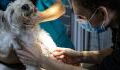 Russia begins COVID vaccine rollout for animals