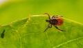 Surge in blood-sucking ticks preying on British holidaymakers
