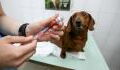 UK pets could be next in line for COVID jabs