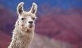 Llama based COVID immune therapy proves promising in early trials