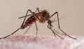 WHO approved world’s first malaria vaccine for rollout in Africa