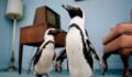 Researches Have Found That These Penguins Speak Similarly To The Way We Do