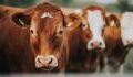 Researchers May Have Found the Cause of Mad Cow Disease