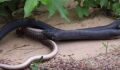 American Couple Catches Video Of A Snake 'Spitting Out' Another Snake