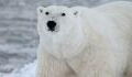 Hotel with 2 polar bears held captive in horrendous conditions causes outrage