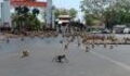 Hundreds of hungry primates reenact "Planet of the Apes" in downtown Lopburi City, Thailand