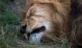 This lion's snoring will put any human's to shame (video)