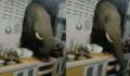 Elephant breaks into woman's kitchen for a late-night snack