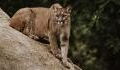 Superhero mom strikes mountain lion with bare hands to save her child