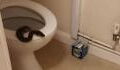 Woman terrified to find python sticking its head out of her toilet at 5am