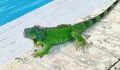 Watch: Iguana viciously attacks woman doing yoga on the beach