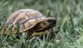 Runaway tortoise that was lost for a year found just half a mile from it’s home