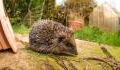 New Zealand wants to eradicate hedgehogs from their archipelago