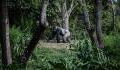 The world's rarest gorilla was photographed for the first time in Nigeria