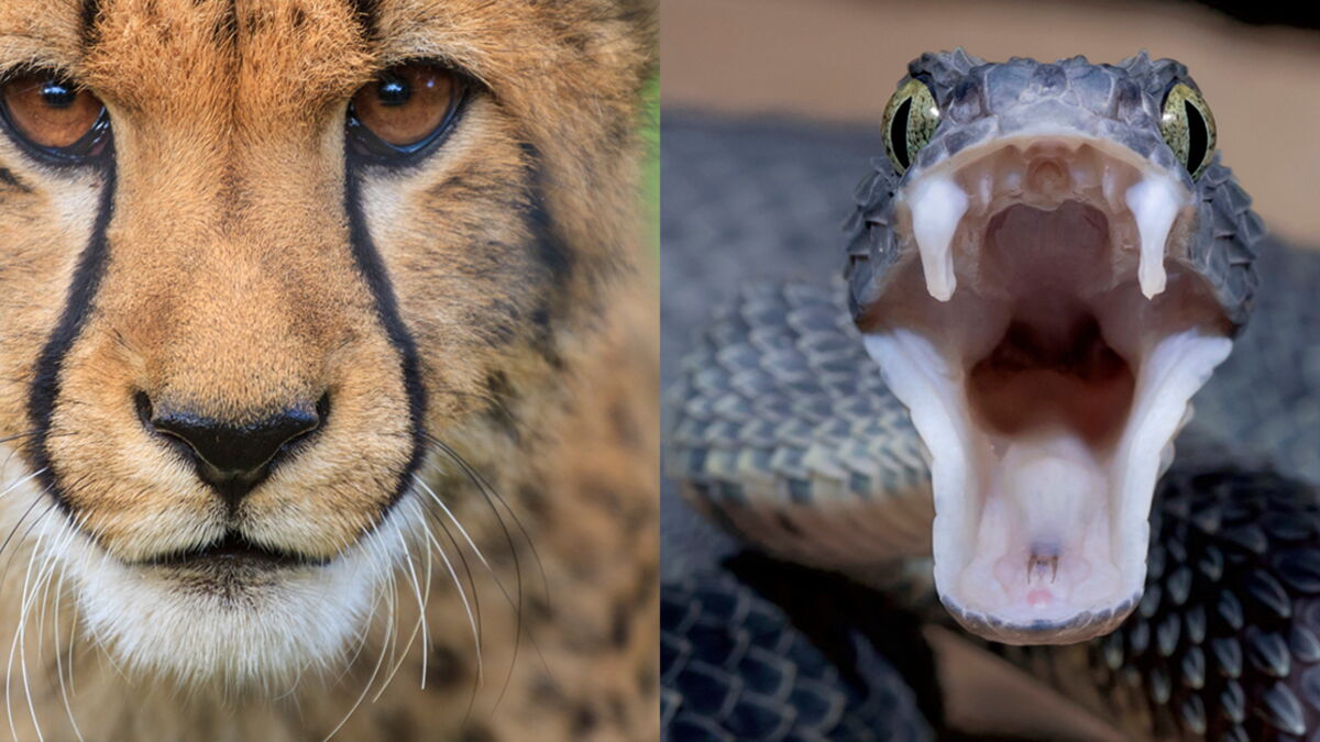 The Amazing Fight Between A Leopard And A Python