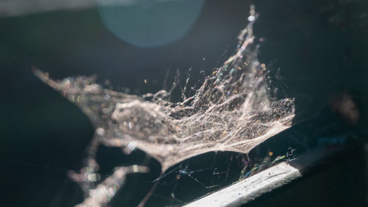 This Spider Silk Is Five Times Stronger Than Steel, And Now We Know Why