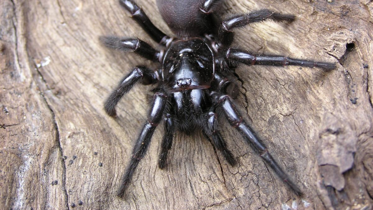 This giant spider in Australia will haunt your dreams