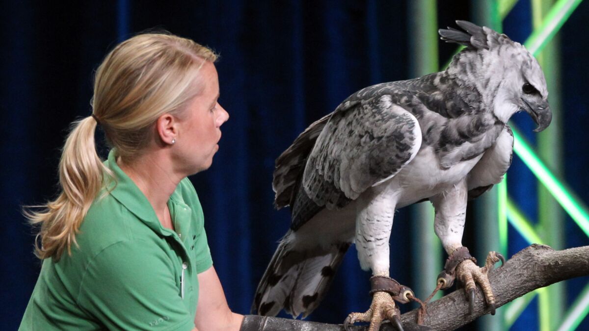 Discovery Channel UK on X: With a two-metre wingspan, the harpy eagle is  one of the world's largest birds of prey. And what about those talons? As  big as bear claws!  /