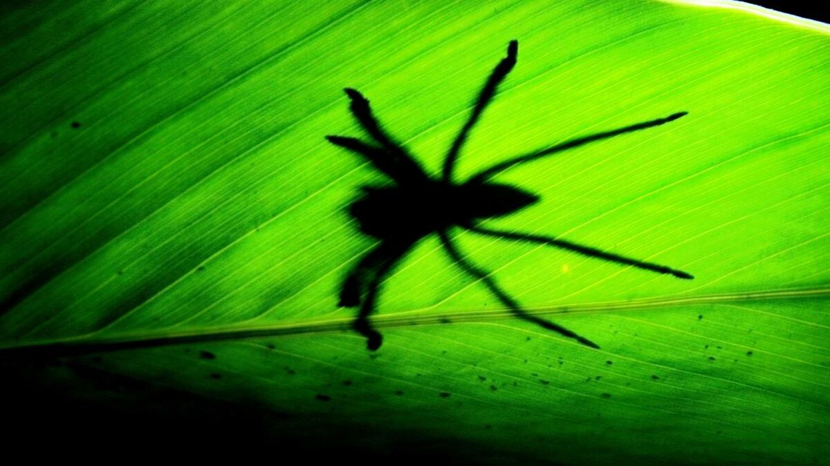 This giant spider in Australia will haunt your dreams