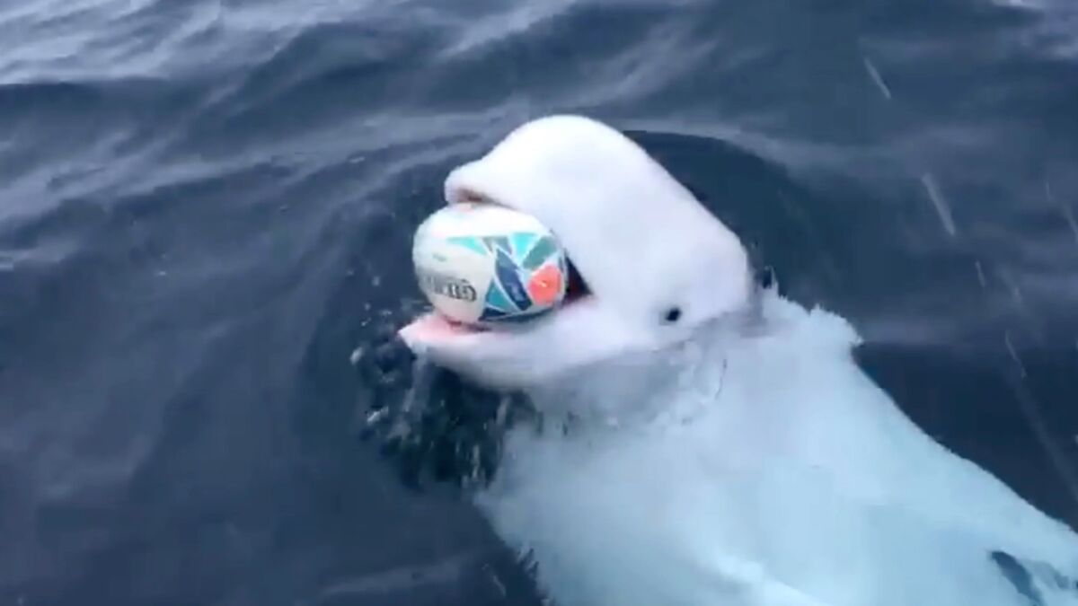 This Football Playing Beluga Whale Could Actually Be A Russian Spy