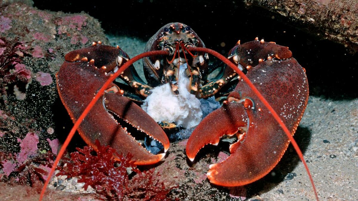 Lobsters Have A Rather Kinky Sex Life