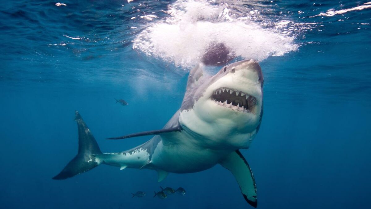 Meet the great white shark's even bigger, scarier predator