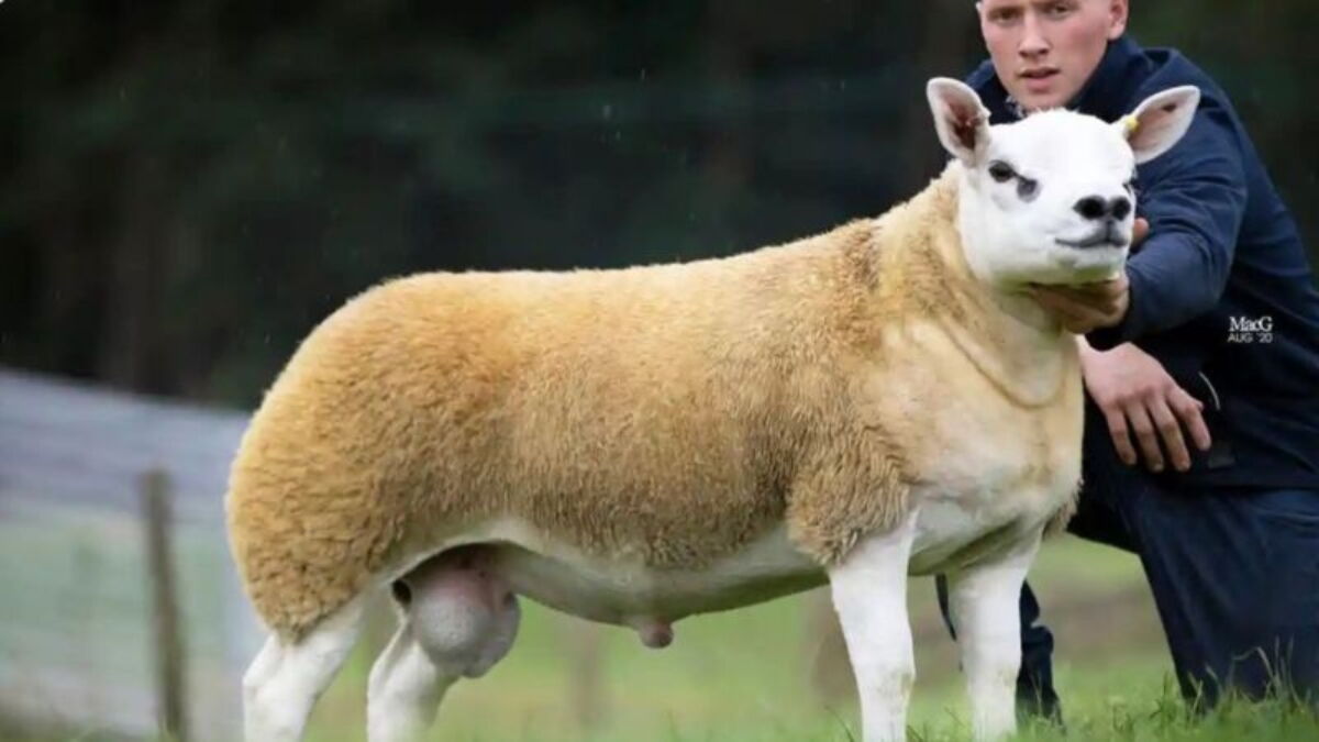 This Lamb Is So Perfect That It's The World's Most Expensive Lamb