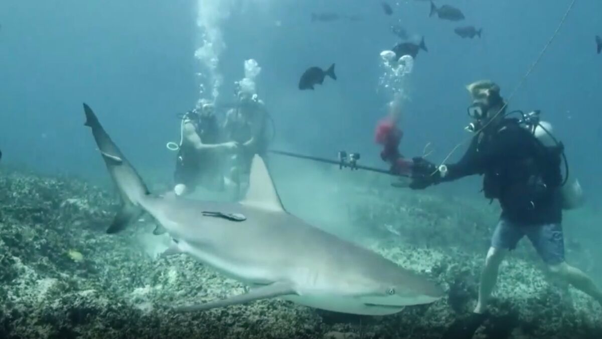 Black Fisherman Goes Viral After Catching A Shark Using His Bare