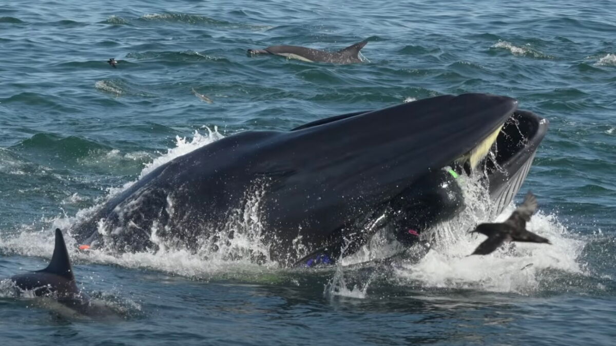 Man swallowed alive by whale miraculously survives
