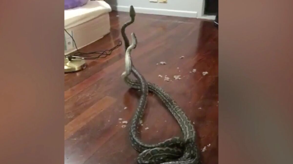 One Woman Was Shocked To Discover Two Pythons Battling It Out Inside ...