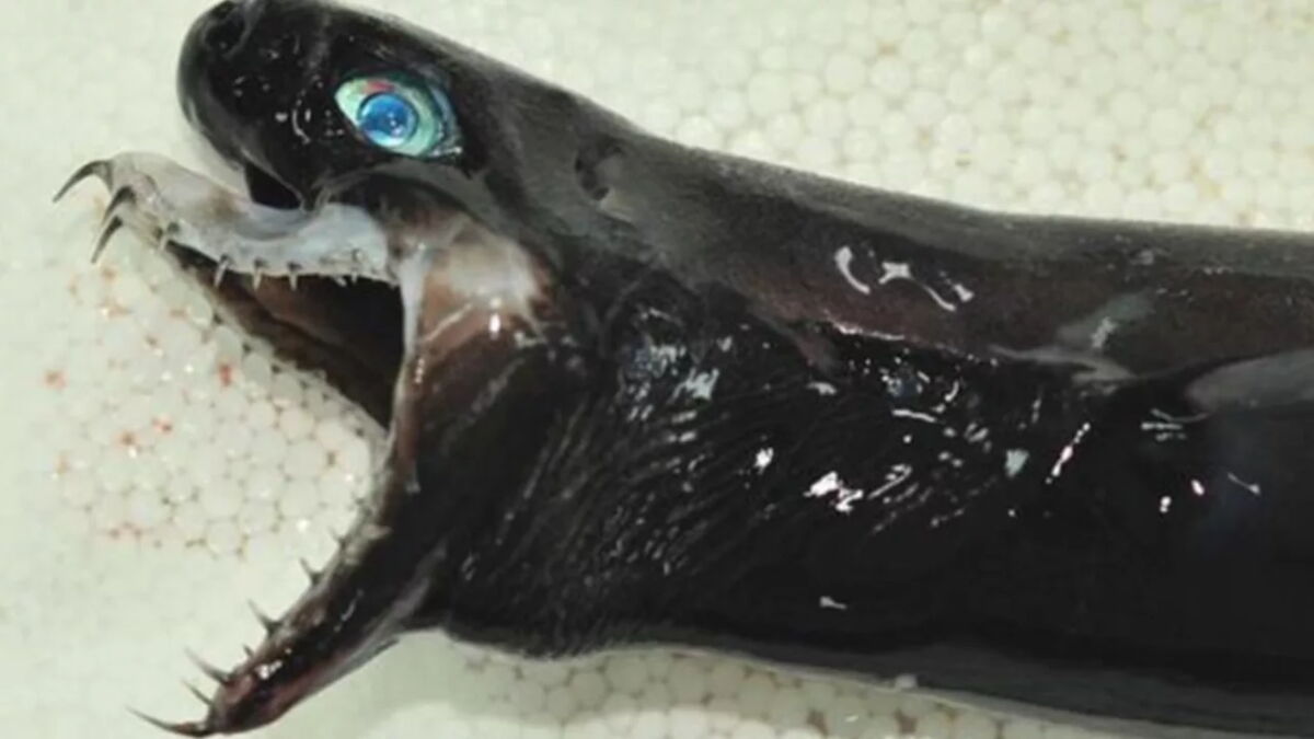 This alien-like species of shark has left Taiwanese researchers baffled