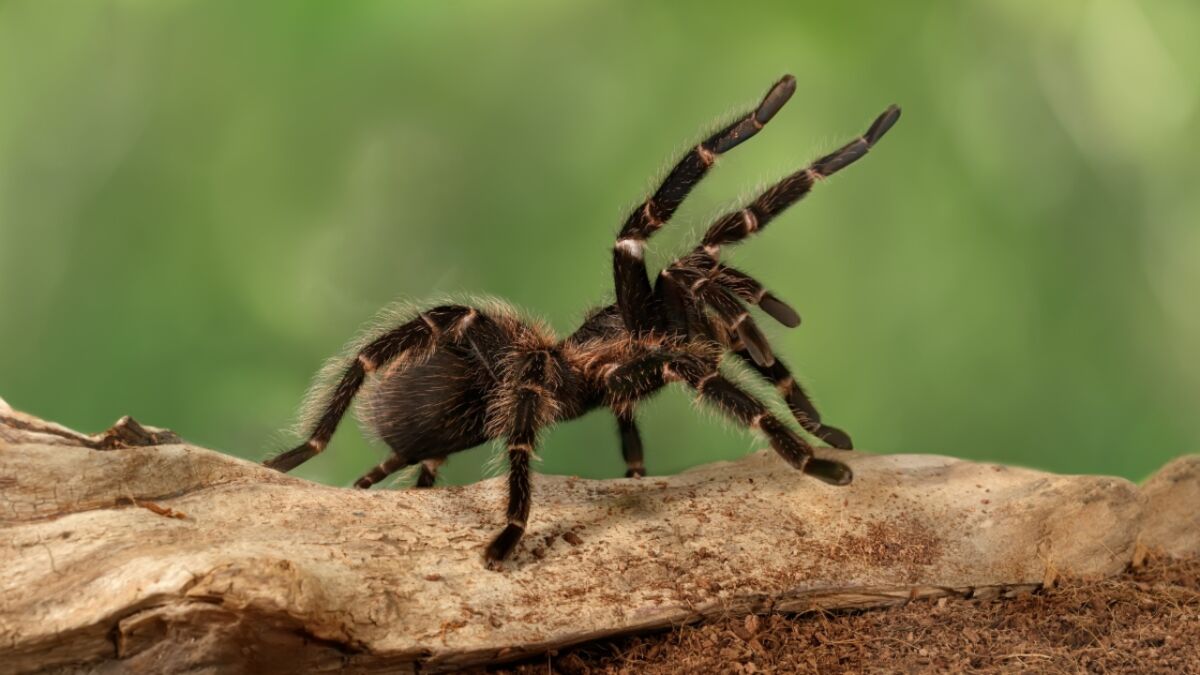 guinness world records biggest spider