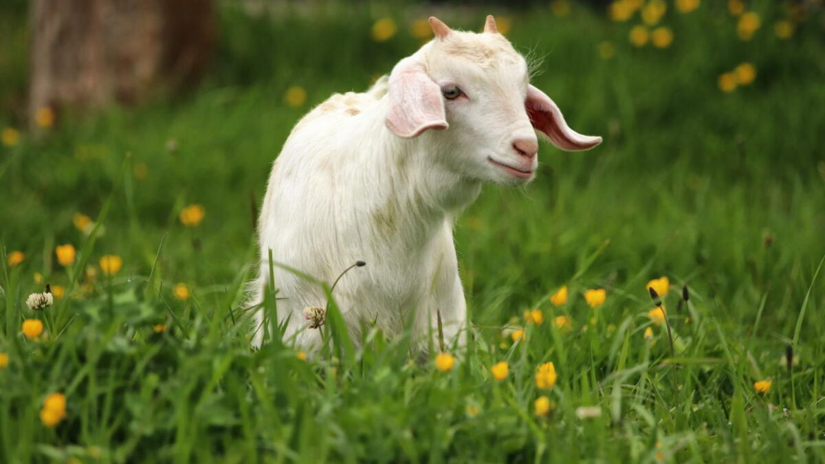Goat dies after 60yearold man has sex with it