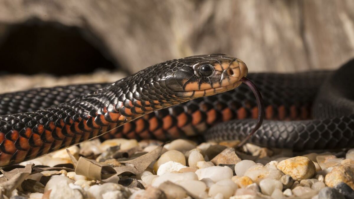 Man bites snake to death in weird case of vengeance