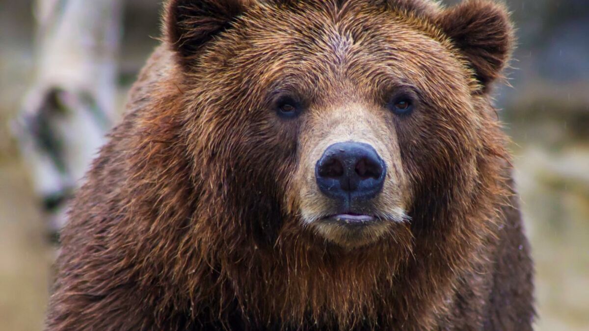 Grizzly bear killed by a mountain goat double its size