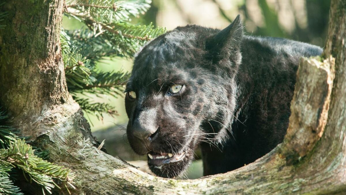 Mysterious big cat sighted by mother and son prowling in fields