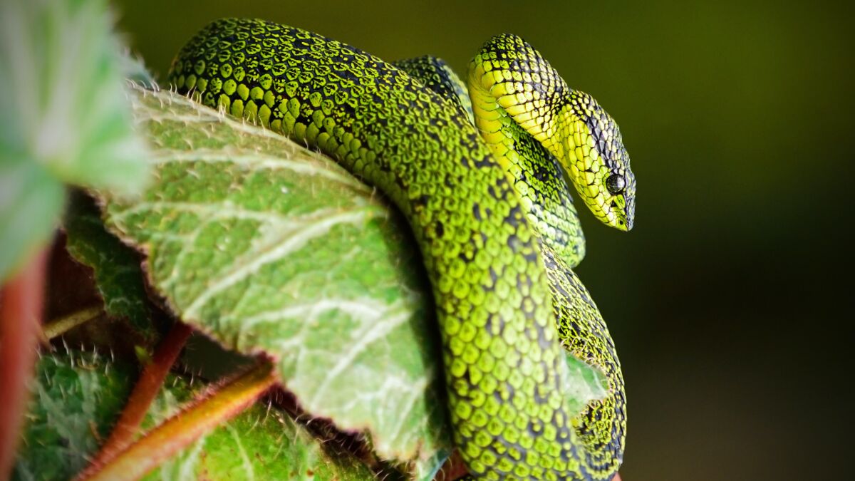 Scientists Stunned Worlds Tiniest Snake Rediscovered After Two Decades - d5gs80d