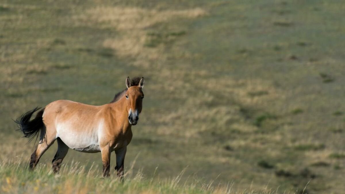 Przewalski's Horse: The endangered species thriving in the Chernobyl ...