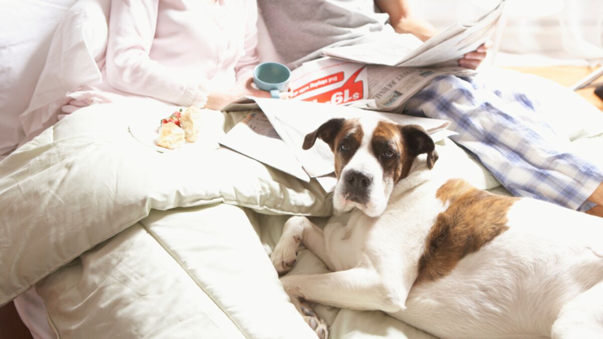 If You Let Your Dog Sleep In Your Bed, You Need to Stop Immediately