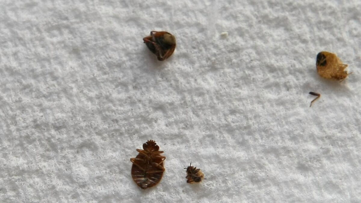 The colour of your sheets could be attracting bedbugs
