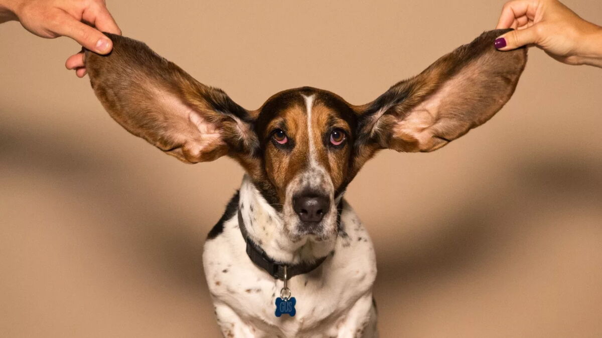 Synesthesia: This sensory disorder allows you to 'see' sounds
